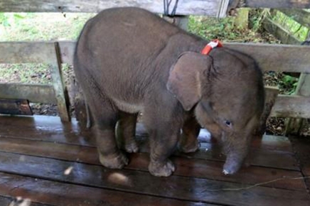 위험에 처한 인도네시아 아기코끼리
